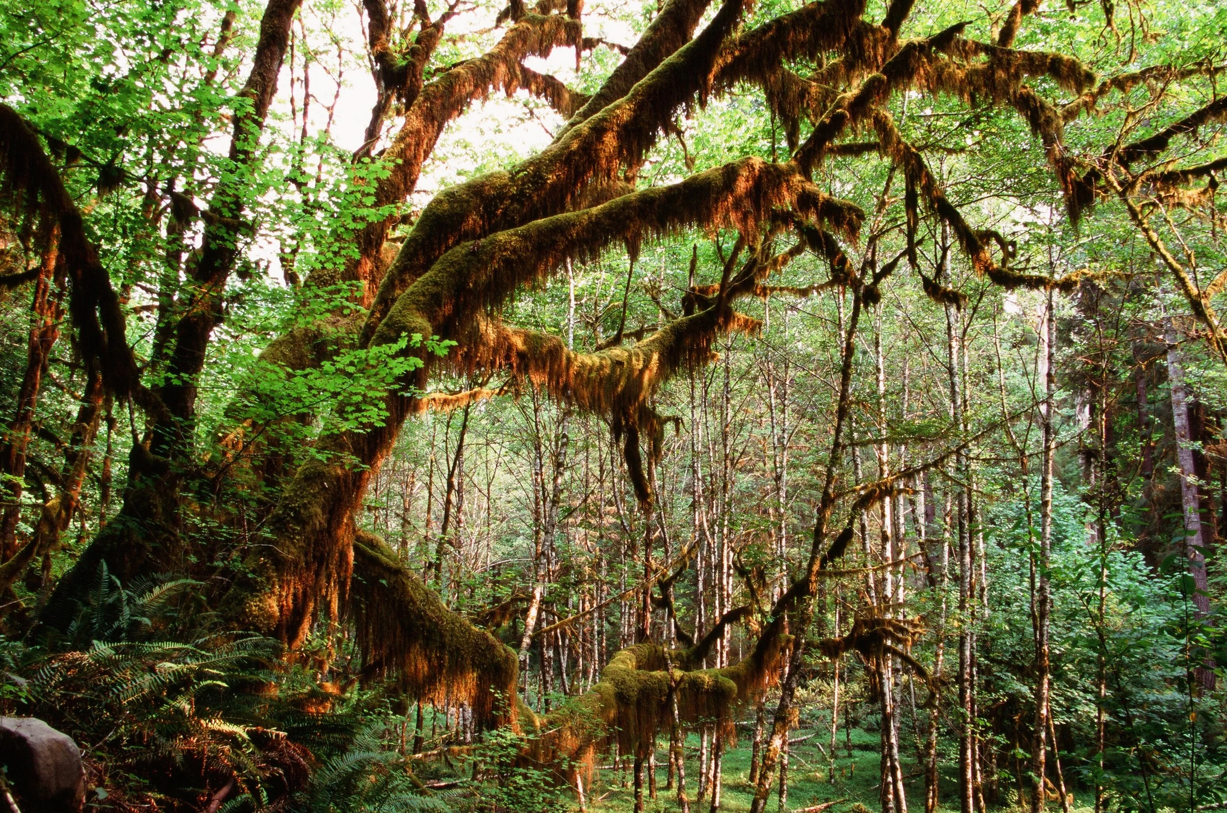 Olympic Rain Forest — Rosette Royale